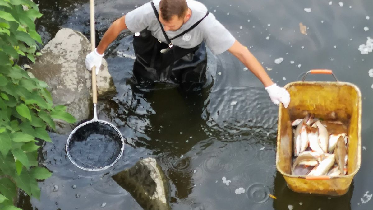 Viník otravy řeky Bečvy se hledá už dva roky, vědci upozorňují na chyby ve vyšetřování